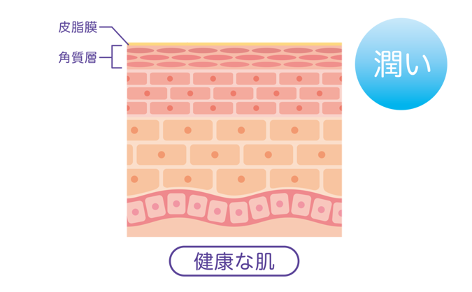 図：健康な肌